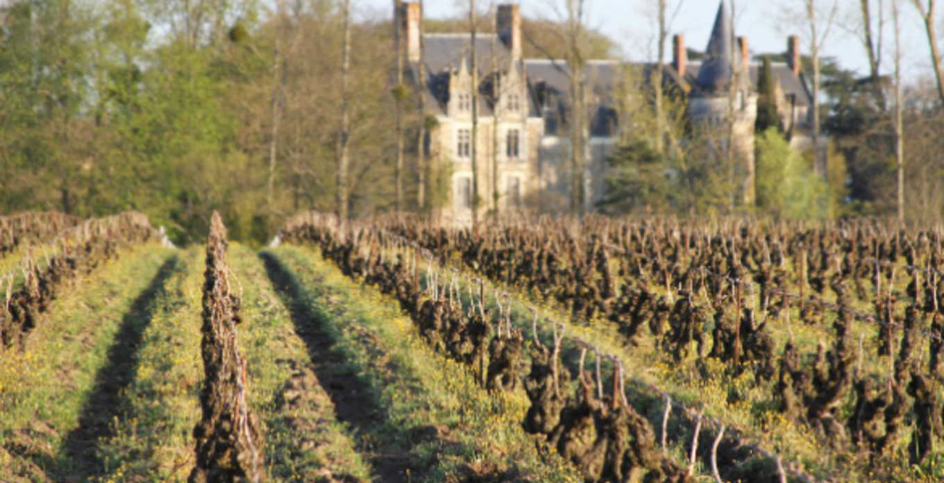 How to identify Melon de Bourgogne from Loire Valley in a blind wine tasting?