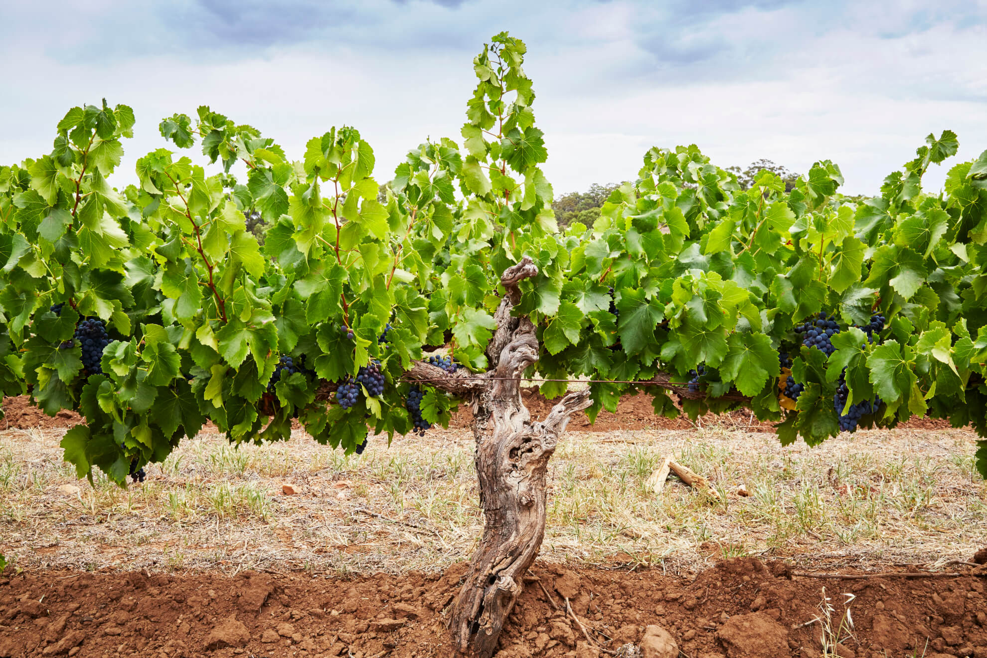 How to identify Shiraz from Australia in a blind wine tasting?