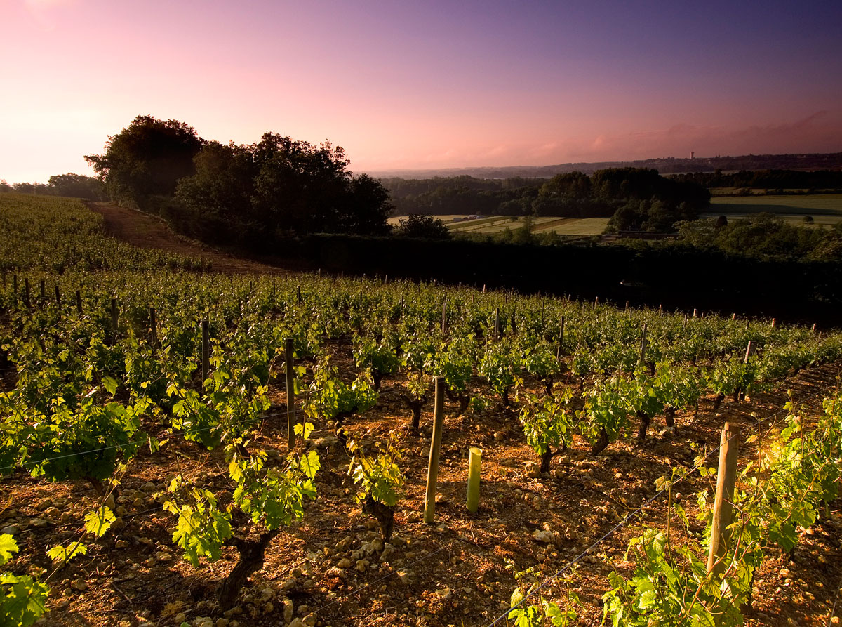 How to identify dry or off dry Chenin Blanc from Loire Valley in a blind wine tasting?