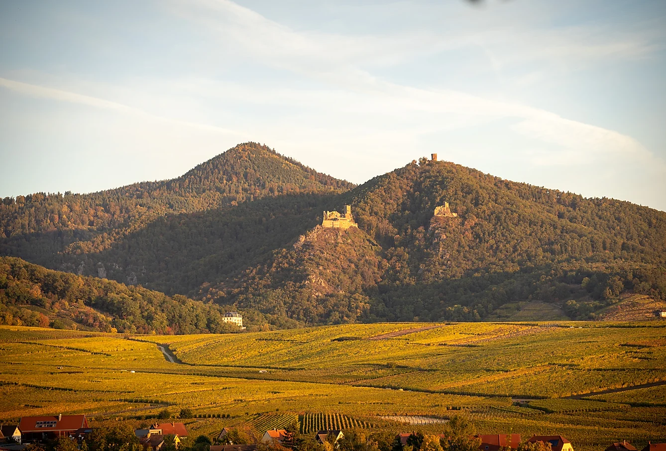 How to identify Gewurztraminer from Alsace in a blind wine tasting?